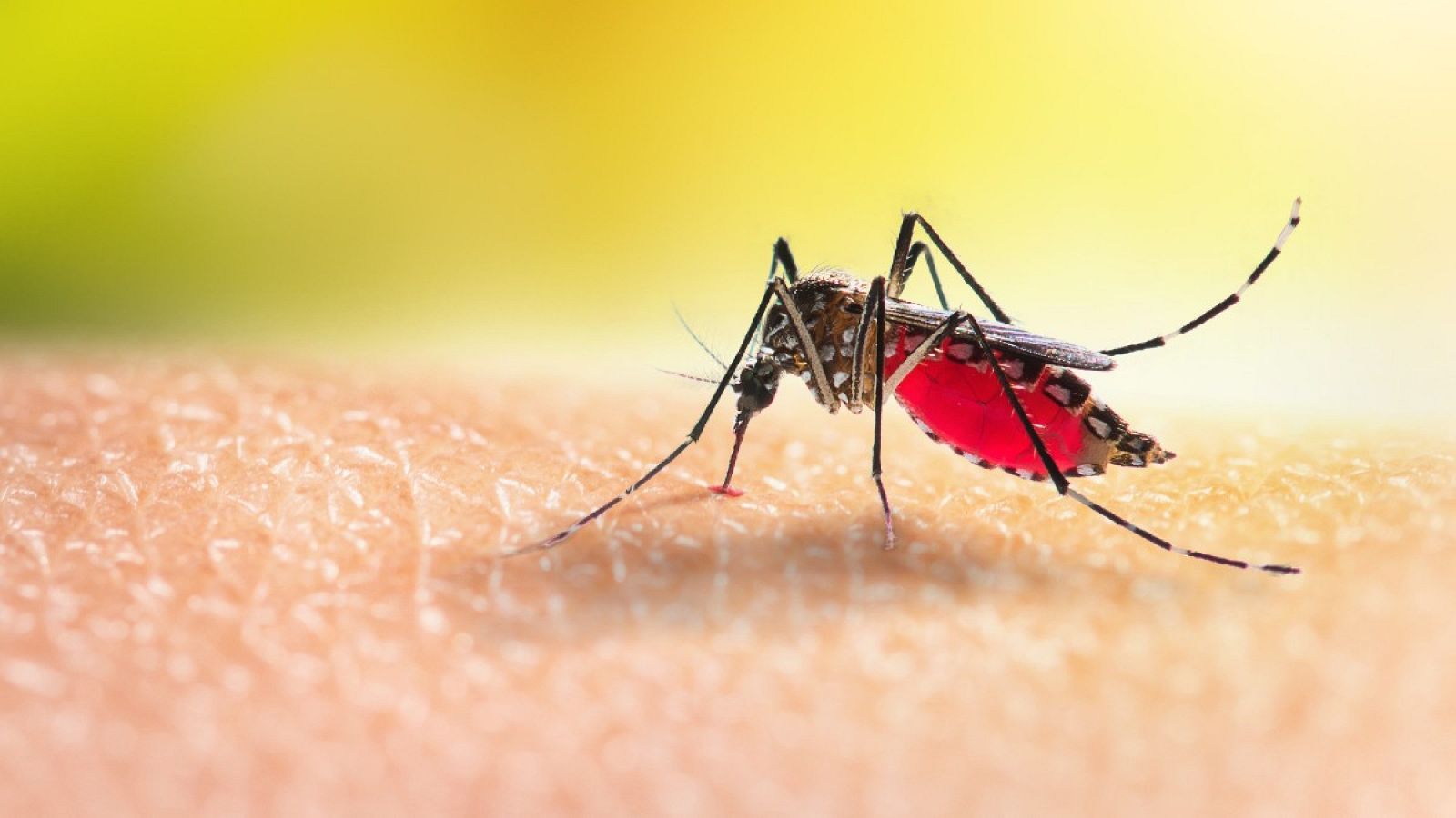 El misterio de los mosquitos: descubren por qué anhelan nuestra sangre